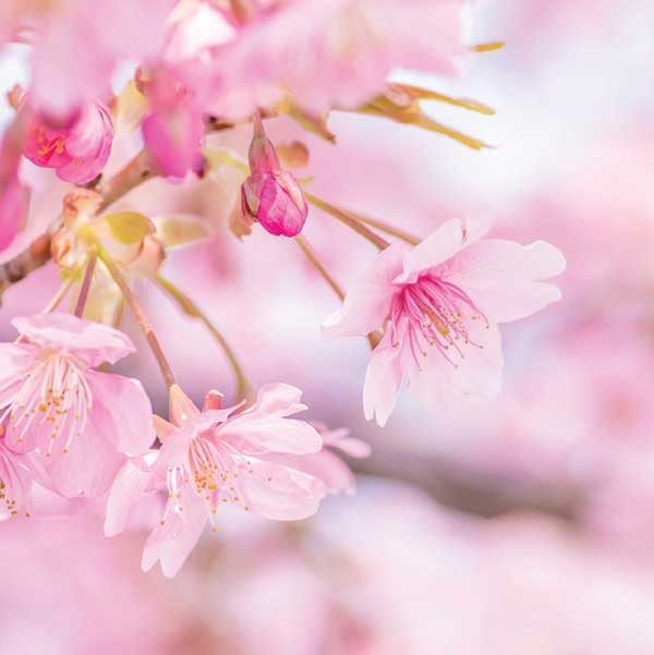 Awagami Washi Unryu Thin paper